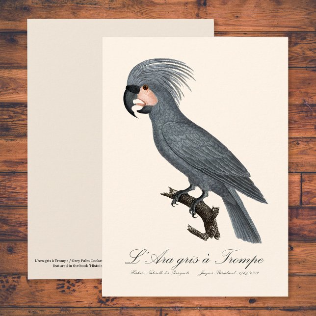 Carte De Remerciements Palmiste noir, Probosciger aterrimus (Great Black Palm Cockatoo, Probosciger aterrimus. Thank You Card)