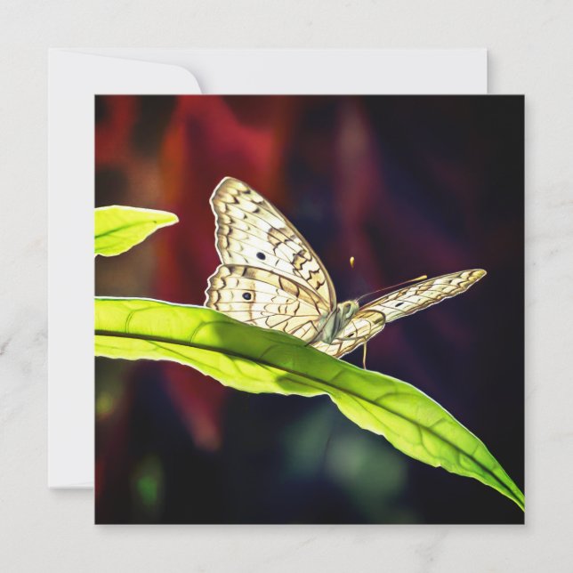 Carte de remerciements papillon (Devant)