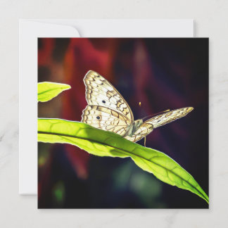 Carte de remerciements papillon