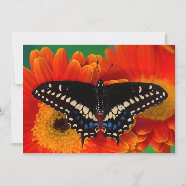 Carte De Remerciements Papillon noir à queue fourchue sur une marguerite  (Devant)