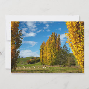 Carte De Remerciements Pâturage avec des moutons