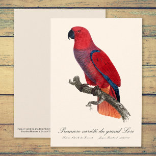Carte De Remerciements Perroquet Eclectus de Vosmaer, Eclectus Roratus Vo