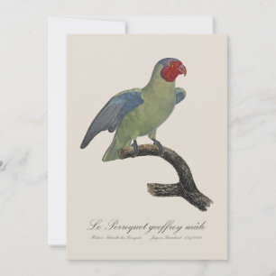 Carte De Remerciements Perroquet geoffroy mâle / Perroquet à joues rouges