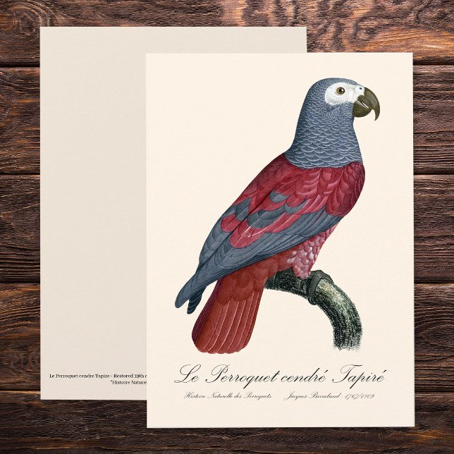 Carte De Remerciements Perroquet Gris du Congo Psittacus Erithacus Facteu (African Grey Parrot Red Factor Psittacus Erithacus. Thank You Card )