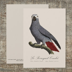 Carte De Remerciements Perroquet gris, Psittacus erithacus, vintage
