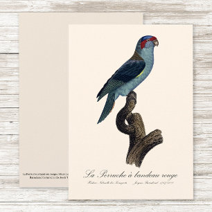 Carte De Remerciements Perruche à bandeau rouge / Loriquet musqué 