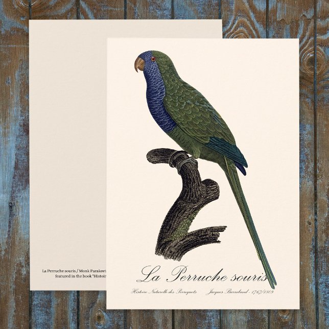 Carte De Remerciements Perruche Moine, Myiopsitta Monachus (Monk Parakeet or Monk Parrot, Myiopsitta Monachus. Thank You Card)