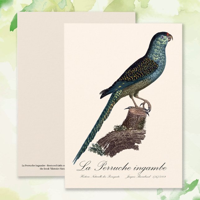 Carte De Remerciements Perruche terrestre ou Perruche des marais, Pezopor (Ground Parrot or Swamp Parrot, Pezoporus Wallicus. Thank You Card )