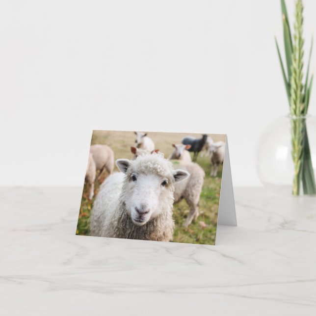 Carte de remerciements personnalisée Sheep (Devant)
