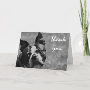 Carte De Remerciements Photo Boston Terrier