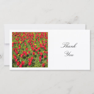Carte De Remerciements Photo carré - Lit de tulipes rouges