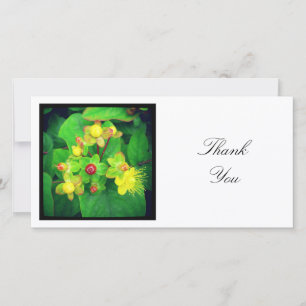 Carte De Remerciements Photo carrée - Hypericum