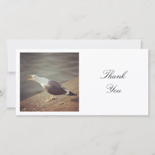 Carte De Remerciements Photo carrée - Mouette criarde