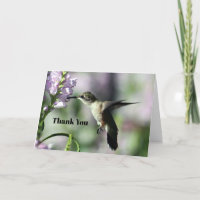 Photo de la faune rose de colibri