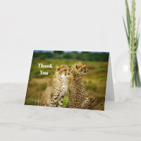 Photo de Wildlife Cheetah