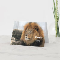 Photo du lion de la faune