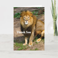Photo d'un siège au lion en Afrique de la faune