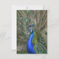 Photo Peacock