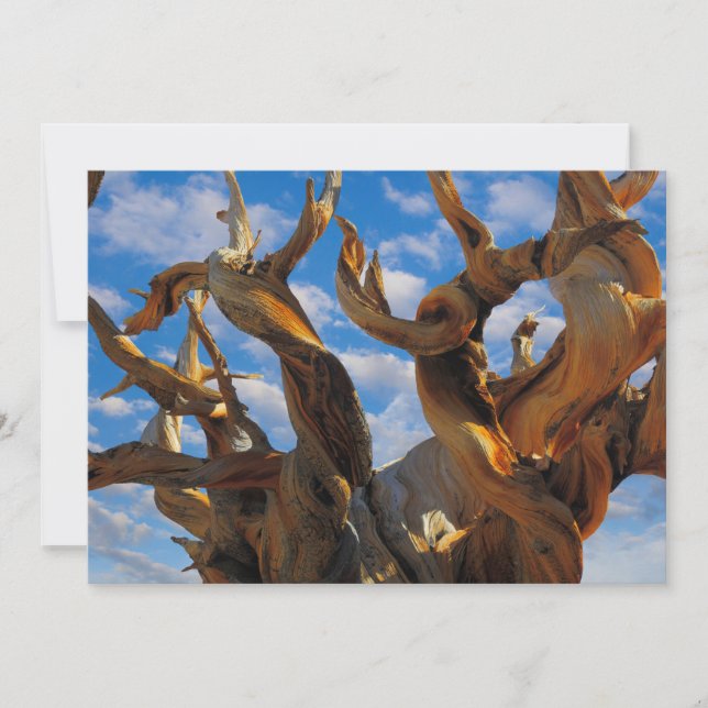 Carte De Remerciements Pin Bristlecone (Devant)