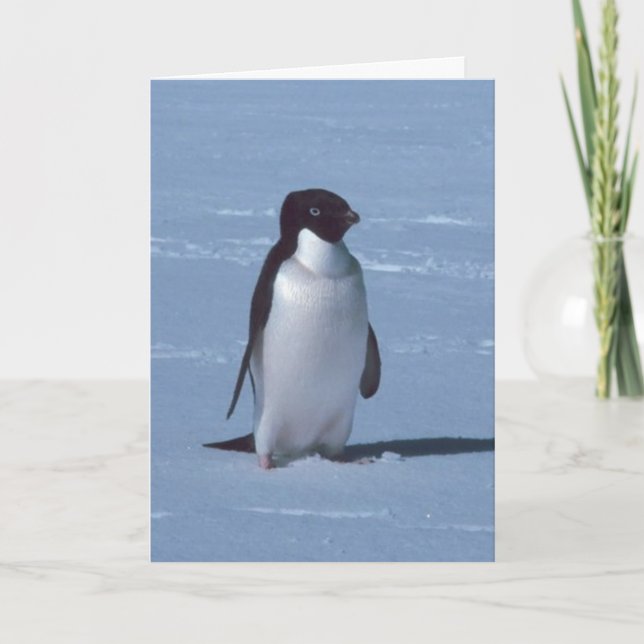 Carte De Remerciements Pingouin solitaire dans la neige (Devant)