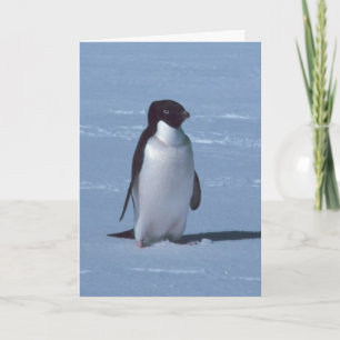 Carte De Remerciements Pingouin solitaire dans la neige