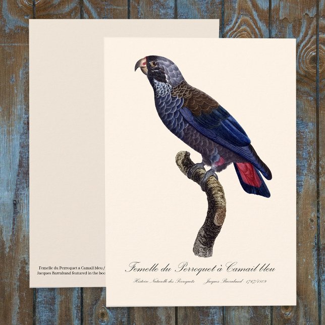 Carte De Remerciements Pione fuscus ou Pionus fuscus (Dusky Parrot or Dusky Pionus, Pionus fuscus. Thank You Card)
