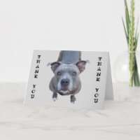 Carte de remerciements Pitbull