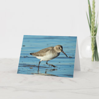 Carte De Remerciements Plage - Dunlin