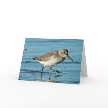 Plage - Dunlin