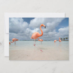 Carte De Remerciements Plages tropicales   Flamants roses Beach, Aruba