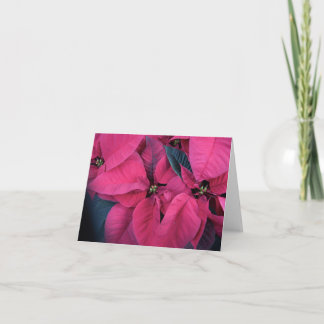 Carte De Remerciements Poinsettia