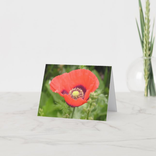 Carte De Remerciements Poppy (Papaver somniferum) card (Devant)