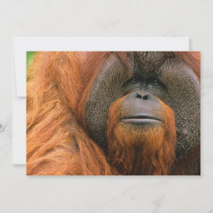 Carte De Remerciements Portrait de mâle orang-outan, Géorgie, États-Unis