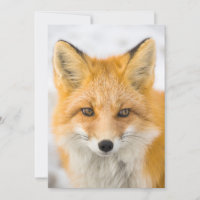 Portrait de renard roux