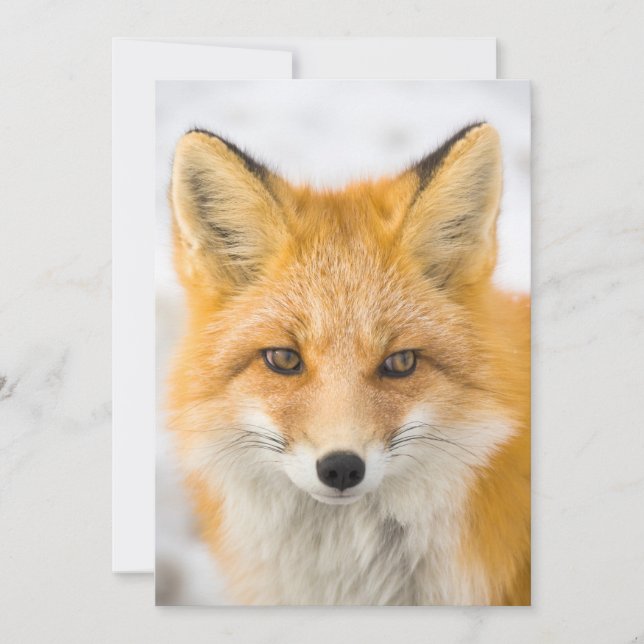 Carte De Remerciements Portrait de renard roux (Devant)