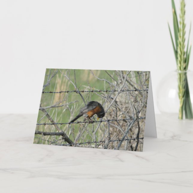 Carte De Remerciements Prière du printemps, Robin (Devant)