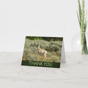 Carte De Remerciements Pronghorn au Parc national de Grand Teton