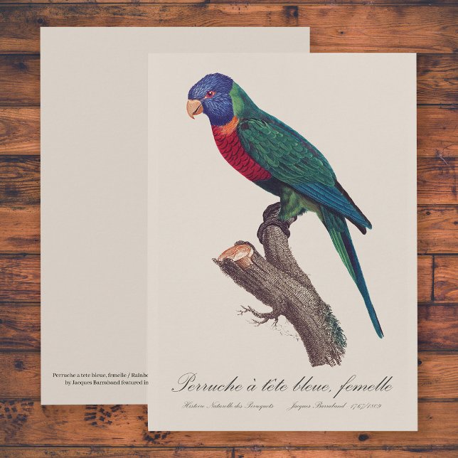 Carte De Remerciements Rainbow lorikeet female, Trichoglossus moluccanus (Perruche a tete bleue, femelle / Rainbow lorikeet, female. Thank You Card)