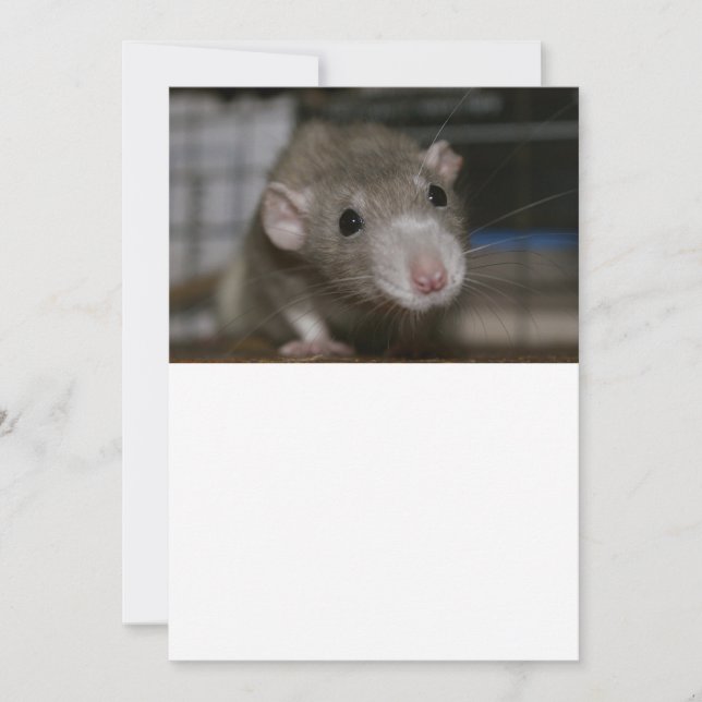 Carte De Remerciements Rat curieux (Devant)