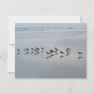 Carte De Remerciements Raviers blancs sur la plage Nature
