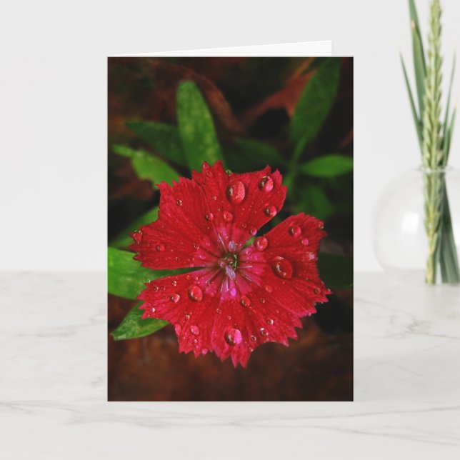 Carte De Remerciements Red Dianthus Avec Raindrops (Devant)