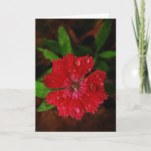 Carte De Remerciements Red Dianthus Avec Raindrops