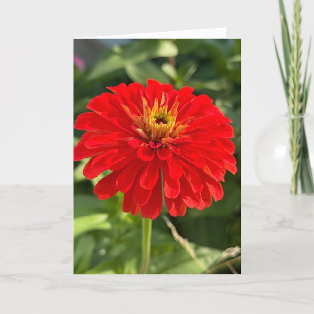 Carte De Remerciements Red Zinnia Blank Note Card (Devant)