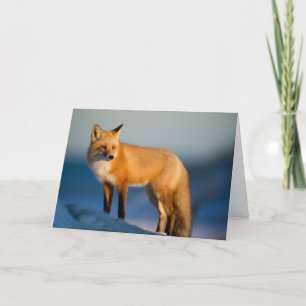 Carte De Remerciements Renard Brown