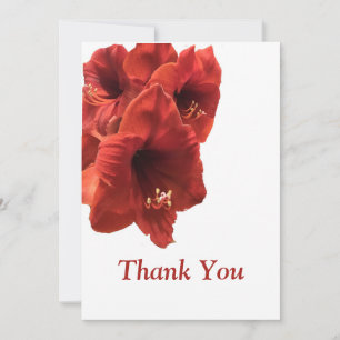 Carte De Remerciements Rich Earthy Ruby Red Amaryllis Composite Photo