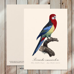 Carte De Remerciements Rosella orientale ou Perruche à tête pâle Platycer