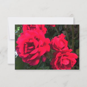 Carte De Remerciements Roses rouges florissantes