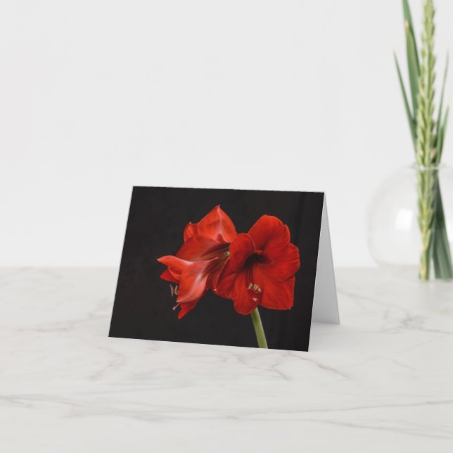 Carte De Remerciements Rouge Amaryllis (Devant)