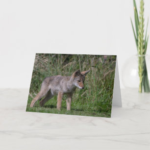 Carte de remerciements sauvage de Coyote Pup