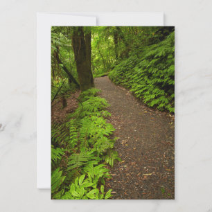 Carte De Remerciements Sentier à travers la forêt
